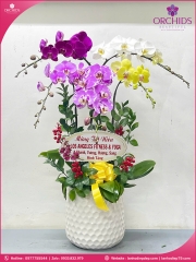 Chậu hoa lan hồ điệp đa sắc 5 cành DS263
