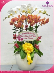 Chậu hoa lan hồ điệp đa sắc 6 cành DS252