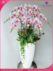 Chậu hoa lan hồ điệp độc lạ 10 cành D87