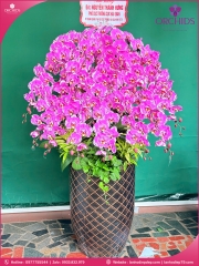 Chậu hoa lan hồ điệp độc lạ 20 cành D85