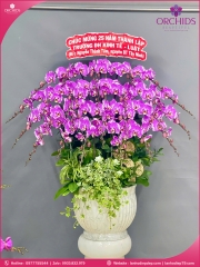 Chậu hoa lan hồ điệp độc lạ 25 cành D86