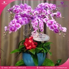 Chậu hoa lan hồ điệp độc lạ 9 cành D14