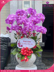 Chậu hoa lan hồ điệp hồng 10 cành H145