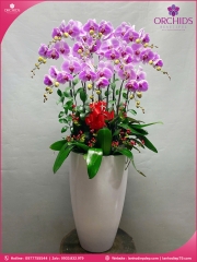 Chậu hoa lan hồ điệp hồng 10 cành H282