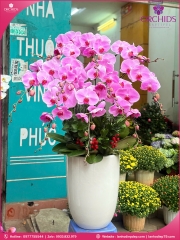 Chậu hoa lan hồ điệp hồng 10 cành H291