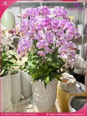 Chậu hoa lan hồ điệp hồng 10 cành H293