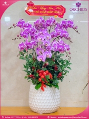 Chậu hoa lan hồ điệp hồng 10 cành H294