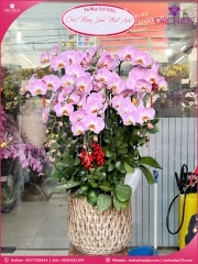 Chậu hoa lan hồ điệp hồng 10 cành H295