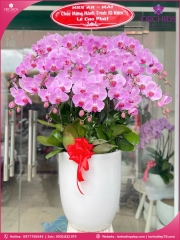 Chậu hoa lan hồ điệp hồng 15 cành H266