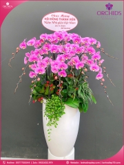 Chậu hoa lan hồ điệp hồng 15 cành H284