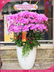 Chậu hoa lan hồ điệp hồng 18 cành H297