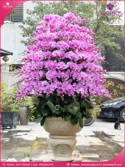 Chậu hoa lan hồ điệp hồng 200 cành H303