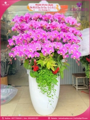 Chậu hoa lan hồ điệp hồng 26 cành H300