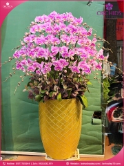 Chậu hoa lan hồ điệp hồng 30 cành H301