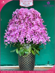 Chậu hoa lan hồ điệp hồng 45 cành H271