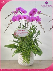 Chậu hoa lan hồ điệp hồng 5 cành H276
