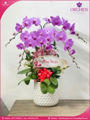 Chậu hoa lan hồ điệp hồng 5 cành H277