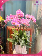 Chậu hoa lan hồ điệp hồng 5 cành H287