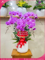 Chậu hoa lan hồ điệp hồng 5 cành H289