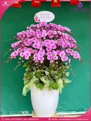Chậu hoa lan hồ điệp hồng 50 cành H272
