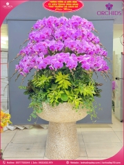 Chậu hoa lan hồ điệp hồng 55 cành H302