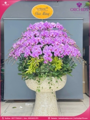 Chậu hoa lan hồ điệp hồng 65 cành H285