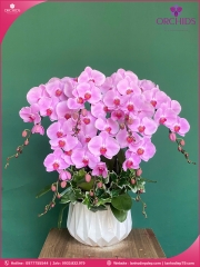 Chậu hoa lan hồ điệp hồng 7 cành H260