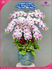 Chậu hoa lan hồ điệp hồng 9 cành H264