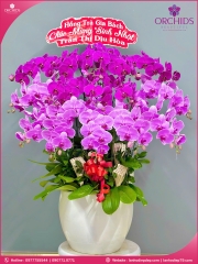 Chậu hoa lan hồ điệp tím hồng 15 cành THB63