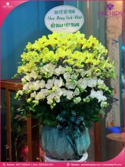 Chậu hoa lan hồ điệp mini 15 cành M92