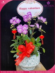 Chậu hoa lan hồ điệp mini 5 cành M61