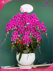 Chậu hoa lan hồ điệp tím 10 cành T187