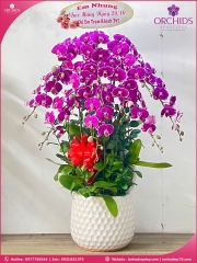 Chậu hoa lan hồ điệp tím 10 cành T192