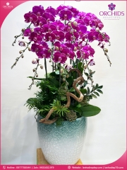 Chậu hoa lan hồ điệp tím 10 cành T193