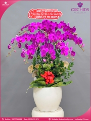 Chậu hoa lan hồ điệp tím 10 cành T222