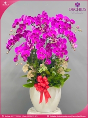 Chậu hoa lan hồ điệp tím 10 cành T223