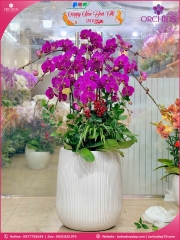 Chậu hoa lan hồ điệp tím 10 cành T224
