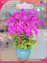 Chậu hoa lan hồ điệp tím 12 cành T225