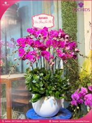 Chậu hoa lan hồ điệp tím 15 cành T226