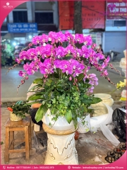Chậu hoa lan hồ điệp tím 15 cành T227