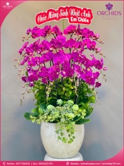 Chậu hoa lan hồ điệp tím 18 cành T196
