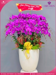 Chậu hoa lan hồ điệp tím 18 cành T229