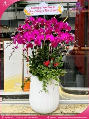Chậu hoa lan hồ điệp tím 18 cành T230