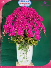 Chậu hoa lan hồ điệp tím 20 cành T199
