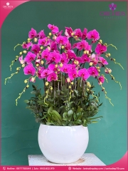 Chậu hoa lan hồ điệp tím 20 cành T201