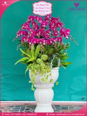 Chậu hoa lan hồ điệp tím 20 cành T216