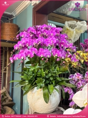 Chậu hoa lan hồ điệp tím 20 cành T232