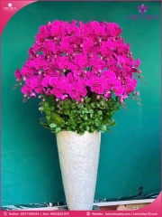 Chậu hoa lan hồ điệp tím 25 cành T203