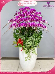 Chậu hoa lan hồ điệp tím 26 cành T218