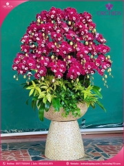 Chậu hoa lan hồ điệp tím 30 cành T204